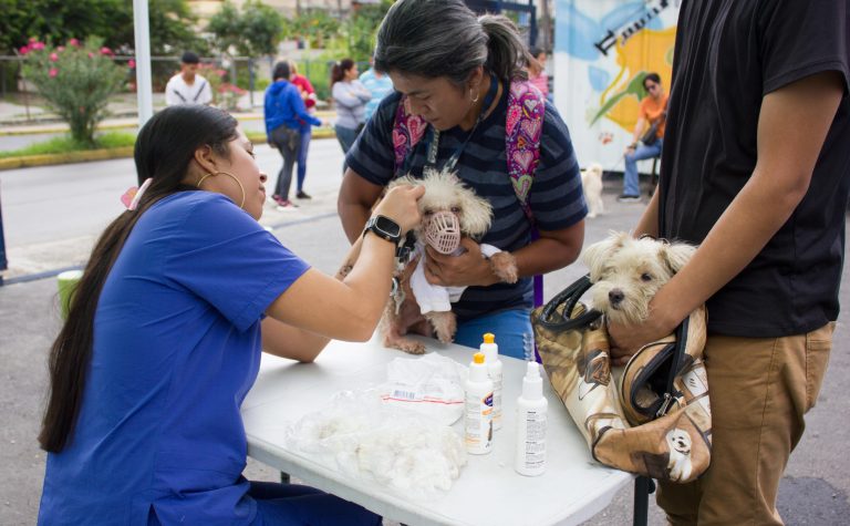 Más de 250 mascotas reciben atención gratuita en jornadas de salud en Los Teques