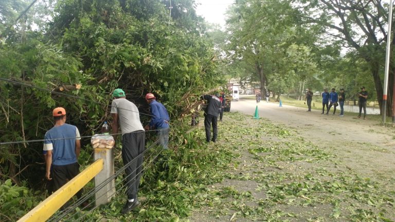 Despejan vía por árbol caído en la carretera nacional Cúa – San Casimiro