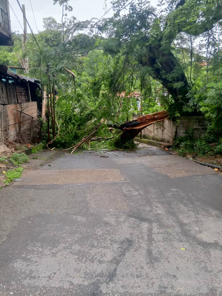 Árbol caído bloqueó paso en carretera Paracotos-Tácata dejando sin electricidad parte de la zona