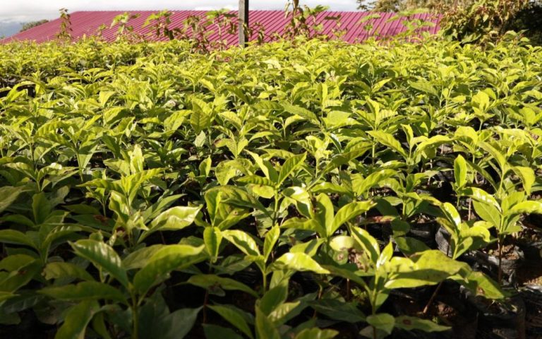 Refundación de producción cafetalera en Miranda ha sido clave para alcanzar la calidad