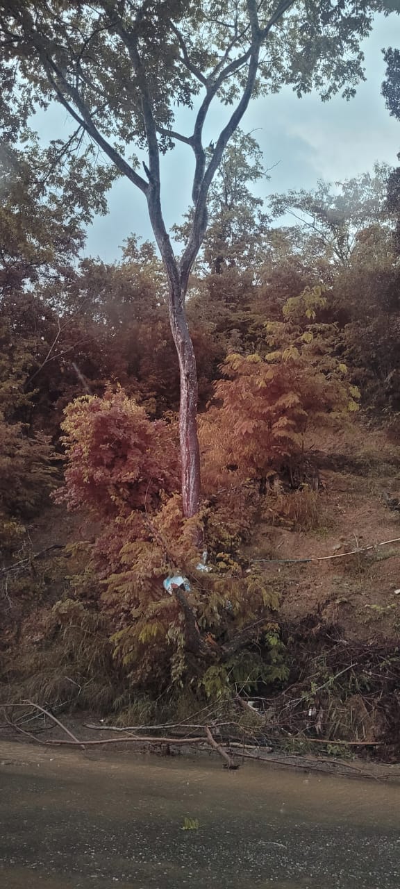 Habitantes, transeúntes y conductores exigen inspección y poda de árbol riesgoso en el sector tres en base de Santa Lucía