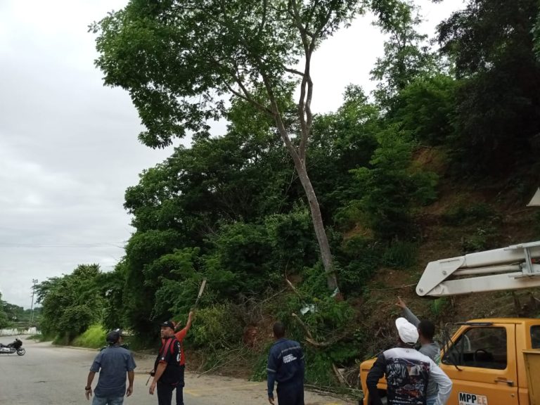 Alcaldía del Municipio Paz Castillo ejecutó poda preventiva de árbol en riesgo en el Sector La Aguada
