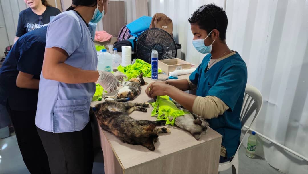 Jornada de esterilización gratuita beneficia a más de 40 gatas en Los Teques