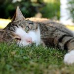Denuncian envenenamiento y maltrato de gatos en Charallave