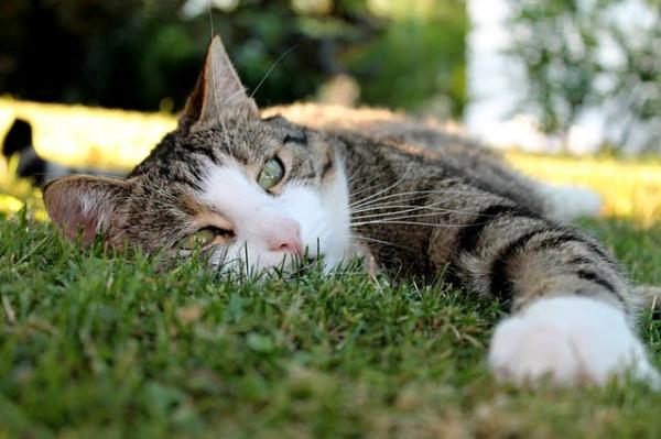 Denuncian envenenamiento y maltrato de gatos en Charallave