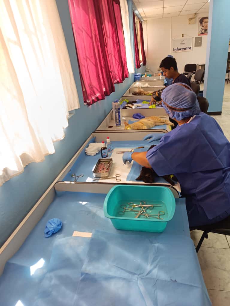 Atienden a 52 felinos en jornada de esterilización realizada en Los Teques