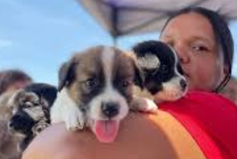 Caminatas, cine y atención veterinaria en la Semana de los Animales en Miranda