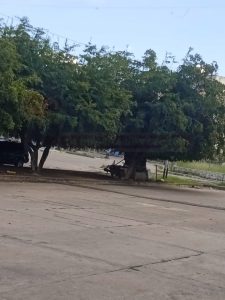 Peligro eléctrico en Betania la Grande por arbol en cableado