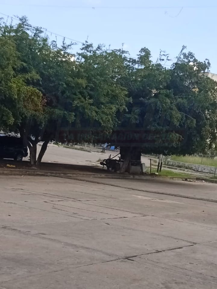 Peligro eléctrico en Betania la Grande por arbol en cableado