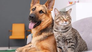 ¿Tus perros o gatos están envejeciendo? Estos son algunos de los síntomas que debes identificar