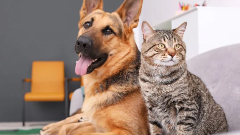 ¿Tus perros o gatos están envejeciendo? Estos son algunos de los síntomas que debes identificar
