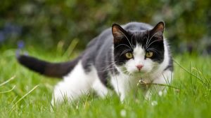 Comportamiento felino: por qué los gatos son tan exquisitos con la comida