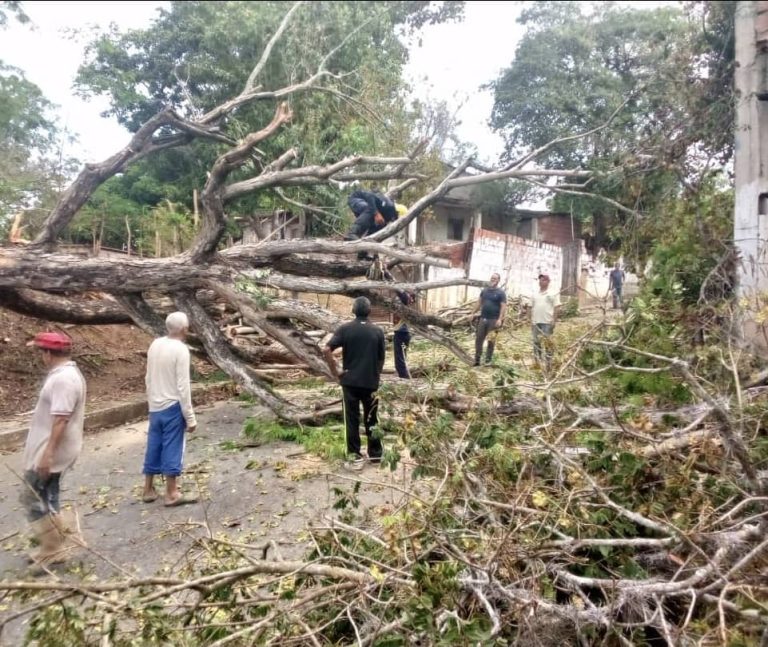Alcaldía de Paz Castillo remueve árbol caído por fuertes vientos