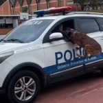 UTAC K9 y BAC de la Policía de Miranda arrestan a un sujeto con droga en Ocumare del Tuy