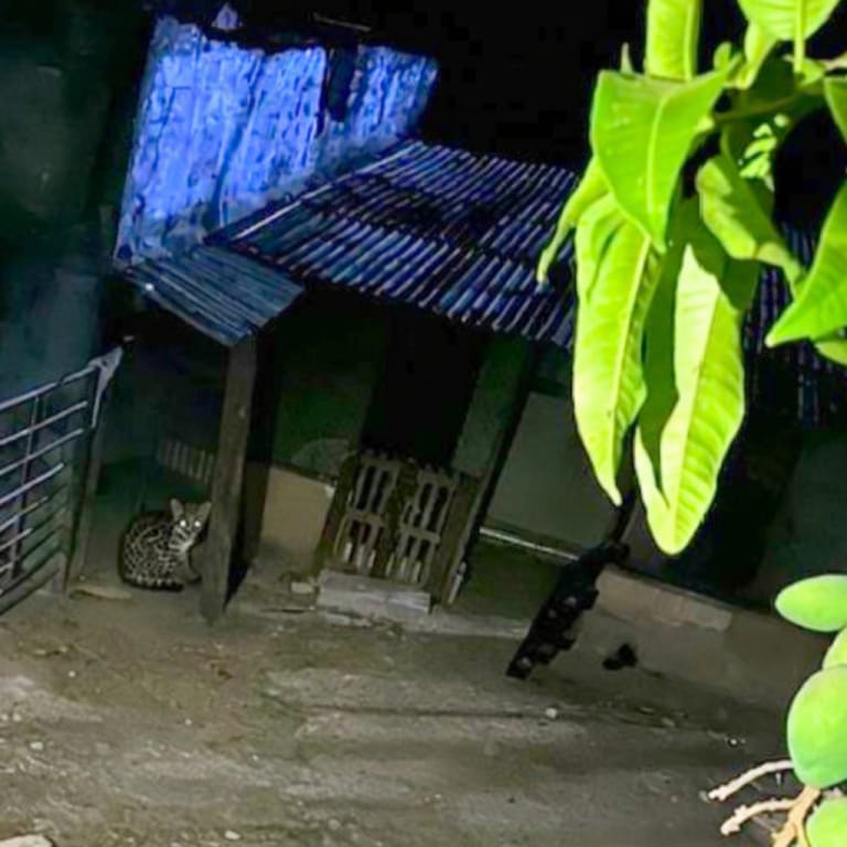 Presunta presencia de cunaguaro genera alerta en la parroquia Paracotos