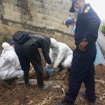 Poliguaicaipuro realiza procedimiento forense inédito en Miranda tras exhumación de canina maltratada