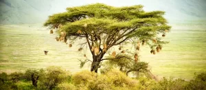 El gran libertador de la vida