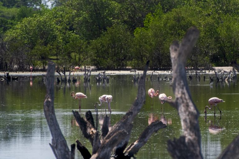 Higuerote se convierte en epicentro de la ciencia ciudadana con el Global Big Day desde la Laguna La Reina