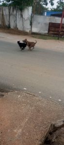 QUEJAS, CASOS Y COSAS DE NUESTRO PUEBLO…  «Perros agresivos en la vía principal de Pitahaya»