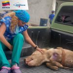 Rescatan a un porcino en estado de desnutrición e inician averiguacion por maltrato animal en Charallave