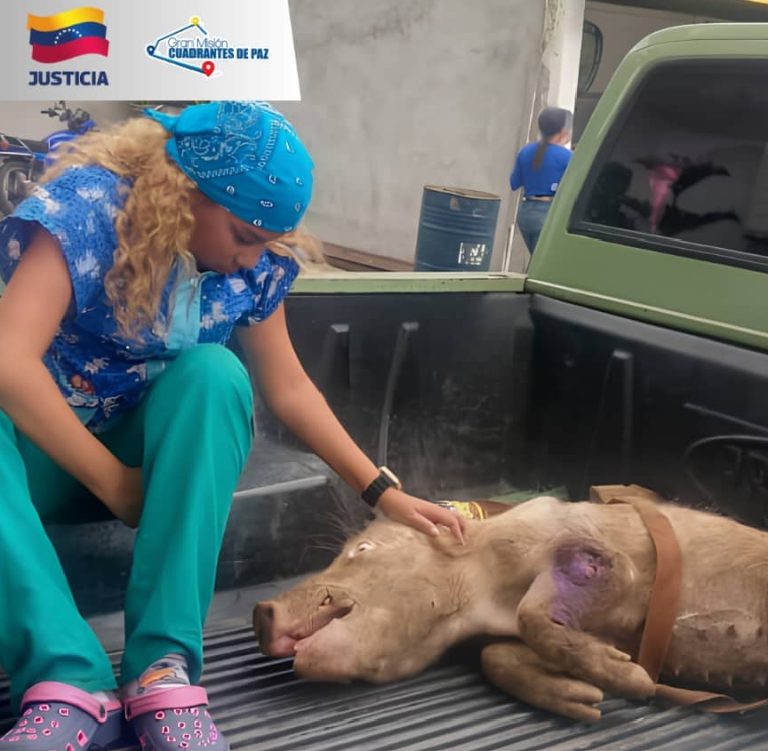 Rescatan a un porcino en estado de desnutrición e inician averiguacion por maltrato animal en Charallave