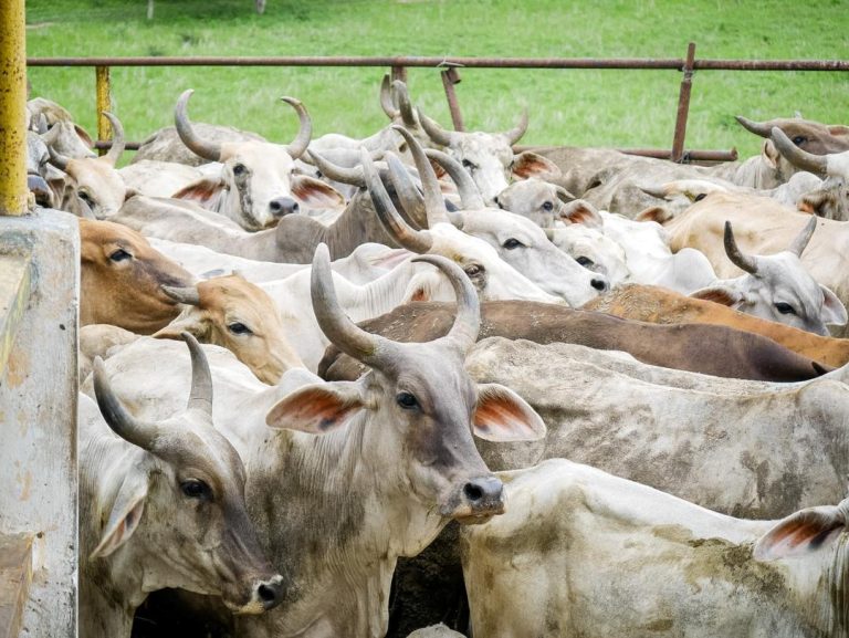 Inicia primer ciclo de vacunación contra fiebre aftosa en Charallave