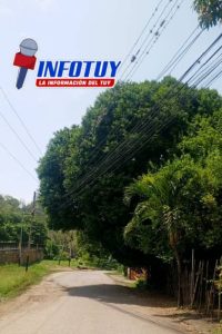 Familias de la comuna «Los Valles de la Revolución del Tuy», en el municipio Tomás Lander, denuncian el grave riesgo de colapso de árboles sobre las redes eléctricas ante el inicio de las lluvias