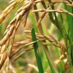 Fevearroz plantea mesas de trabajo y consultas técnicas para fijar nuevos precios a nivel de productor