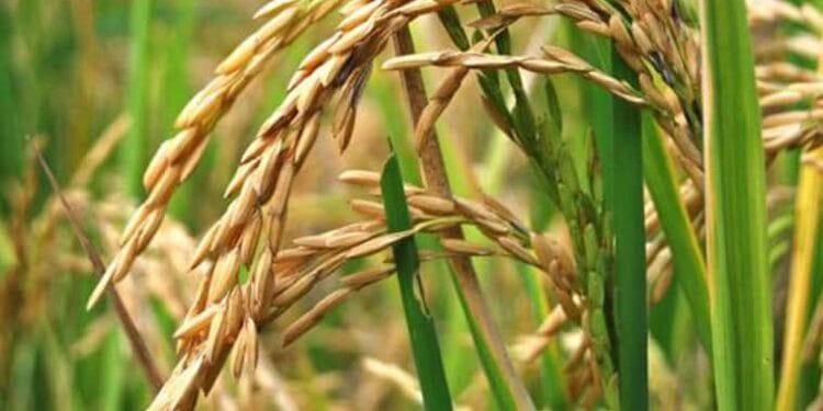 Fevearroz plantea mesas de trabajo y consultas técnicas para fijar nuevos precios a nivel de productor