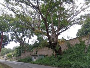 Peligro inminente en la vía Cúa-Ocumare por árbol de Samán en riesgo de colapso