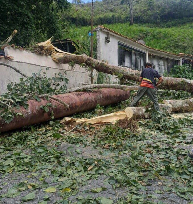 Vivienda afectada y tendido eléctrico dañado tras caída de árbol en Cortada del Guayabo