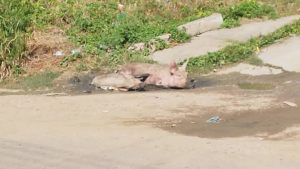 ¡Alerta sanitaria en Mume! Cochinos sin control atormentan a vecinos del sector