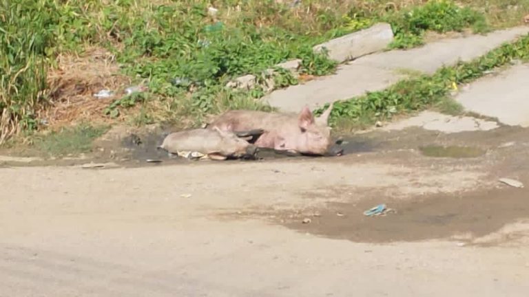 ¡Alerta sanitaria en Mume! Cochinos sin control atormentan a vecinos del sector