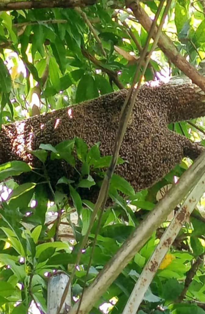 Comunidad El Habanero exige retiro urgente de enjambre de Abejas