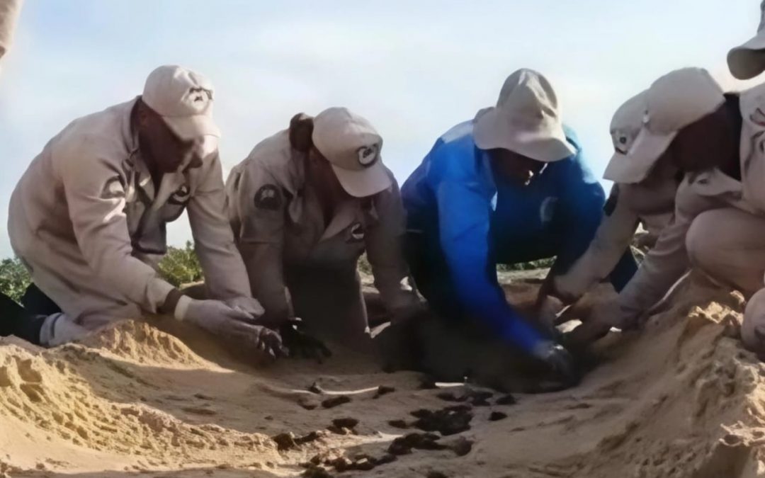 Eclosionan 143 tortugas cabezonas en la Laguna Tacarigua