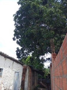 Habitantes de Mopia piden atención urgente ante el peligro generado por un frondoso árbol de mango