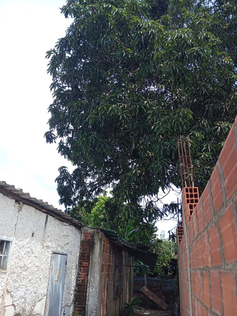 Habitantes de Mopia piden atención urgente ante el peligro generado por un frondoso árbol de mango