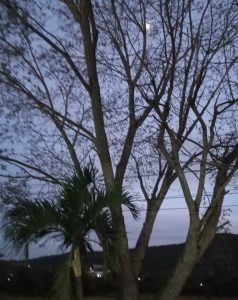 Vecinos de Loma Real en Charallave solicitan a Corpoelec poda preventiva de árboles en líneas de alta tensión