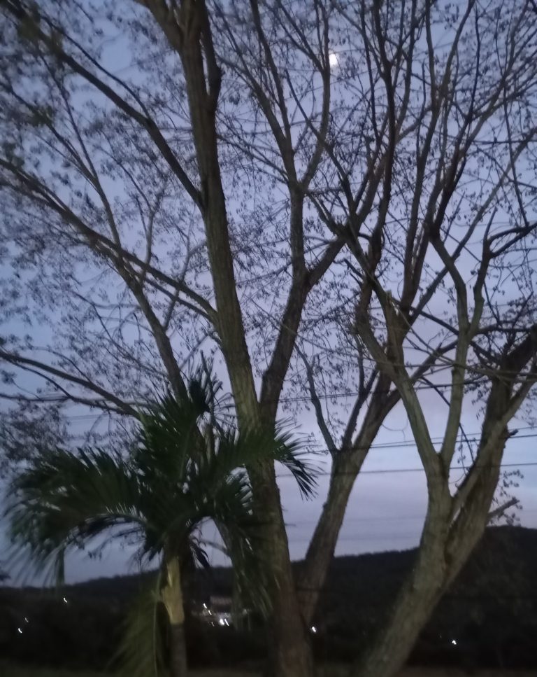 Vecinos de Loma Real en Charallave solicitan a Corpoelec poda preventiva de árboles en líneas de alta tensión