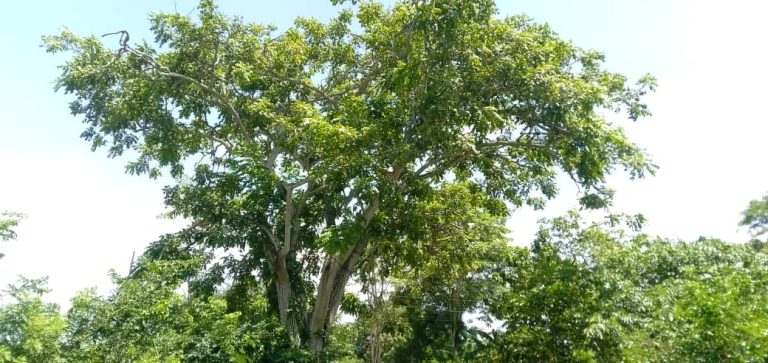 Peligro inminente por árbol en riesgo en San José de Piñango
