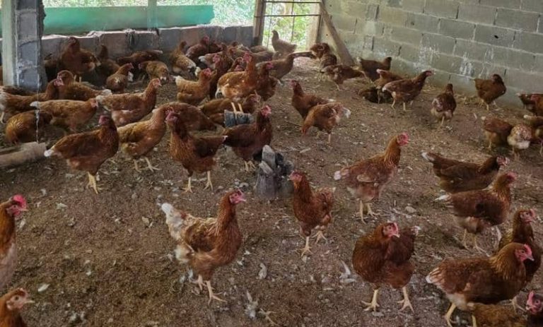 Avanza proyecto avícola en sector Turgua de El Hatillo