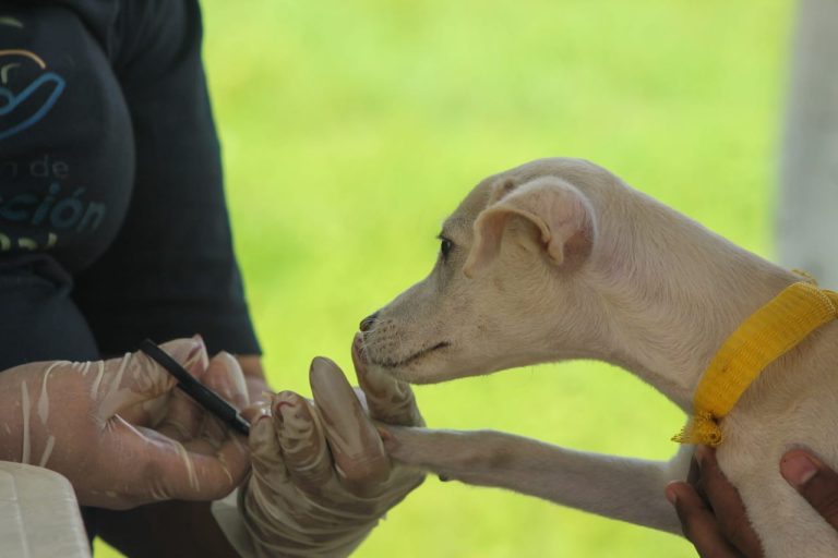 Jornada integral de salud animal atiende a más de 80 mascotas en Tomás Lander
