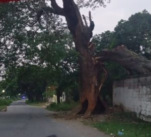 Infousuarios Solicitan poda controlada de árbol de samán afectado por incendio en la vía El Alto Cajigal