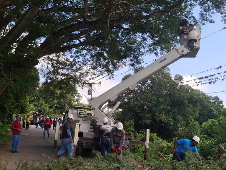 Realizaron poda selectiva de árbol de gran tamaño en Las Adjuntas