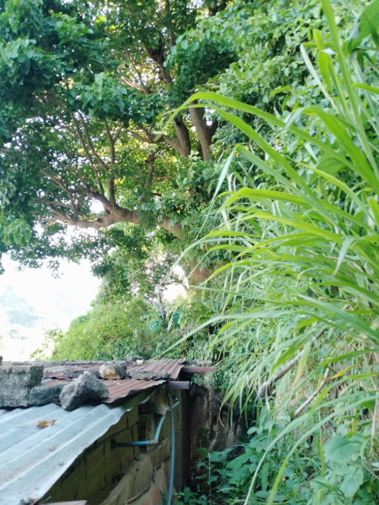 «Riesgo estructural» Habitantes de Altos de la Cruz en Guatire solicitan atención oportuna ante árbol afectado por las lluvias