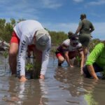 Siembran 1.500 mangles en La Restinga durante jornada ambiental por el 53° aniversario de Inparques