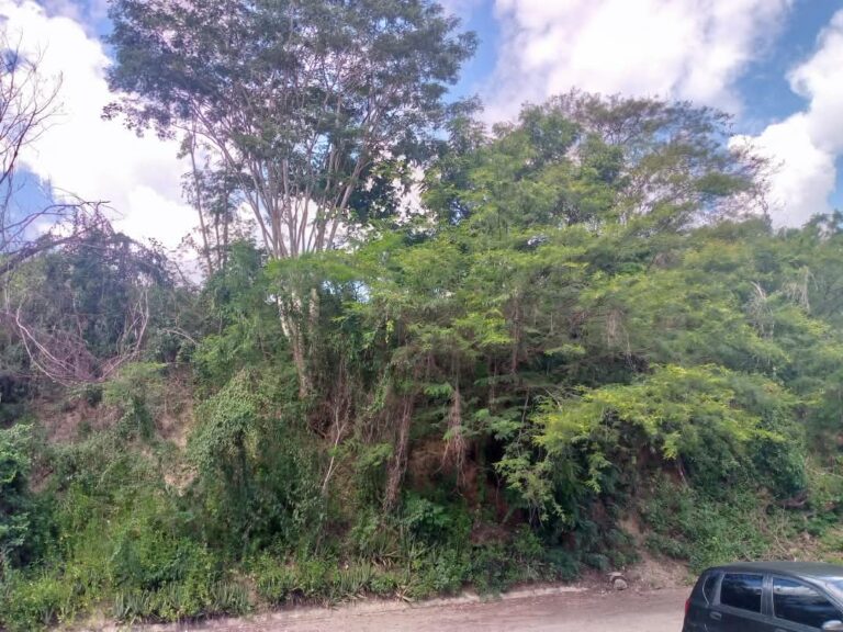 Vecinos de Ciudad Miranda exigen poda urgente ante riesgo de caída de árboles por socavamiento